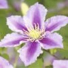 Waldrebe FloraSelf Clematis-Cultivars H 50-60 Cm Co 3 L Gestreift -Florasellf Geschaft DV 8 4669965 01 4c DE 20190115181658