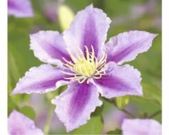 Waldrebe FloraSelf Clematis-Cultivars H 50-60 Cm Co 3 L Gestreift