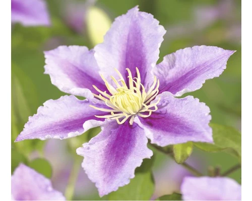 Waldrebe FloraSelf Clematis-Cultivars H 50-60 Cm Co 3 L Gestreift 3 Waldrebe FloraSelf Clematis-Cultivars H 50-60 Cm Co 3 L Gestreift