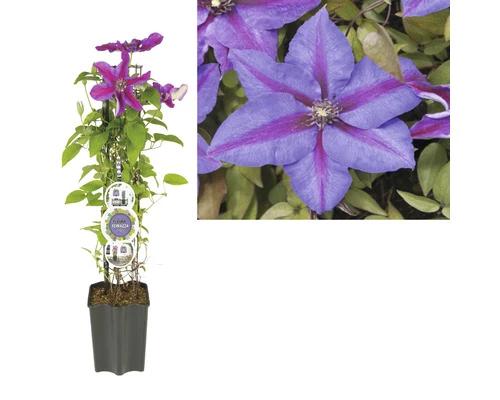 Waldrebe FloraSelf Clematis-Cultivars H 50-60 Cm Co 3 L Gestreift 4 Waldrebe FloraSelf Clematis-Cultivars H 50-60 Cm Co 3 L Gestreift – Bild 2