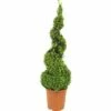 Buchsbaum Spirale FloraSelf Buxus Sempervirens H 70-75 Cm Co 5 L 2 Buchsbaum Spirale FloraSelf Buxus Sempervirens H 70-75 Cm Co 5 L -Florasellf Geschaft DV 8 4674485 01 4c DE 20190118051652