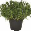 Bohnenkraut FloraSelf Satureja Montano 'Bolero' Ø 12 Cm Topf -Florasellf Geschaft DV 8 4674495 01 4c DE 20220719081655 1