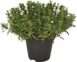 Bergbohnenkraut FloraSelf Satureja Montana H 10-20 Cm Ø 14 Cm Topf