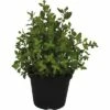 Oregano FloraSelf Origanum Vulgare H 10-20 Cm Ø 14 Cm Topf