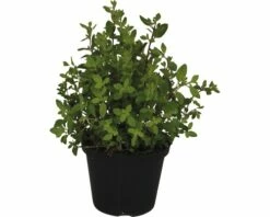 Oregano FloraSelf Origanum Vulgare 'Kreta' Ø 12 Cm Topf