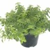 Oregano FloraSelf Origanum Vulgare 'Hot And Spicy' H 10-20 Cm Ø 14 Cm Topf -Florasellf Geschaft DV 8 4674498 01 4c DE 20190117134650