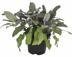 Purpur-Salbei FloraSelf Salvia Officinals H 15-30 Cm Ø 14 Cm Topf