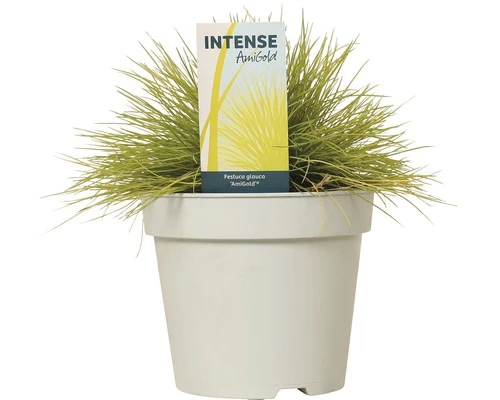 Goldschwingel FloraSelf Festuca Glauca 'AmiGold' H 10-25 Cm Co 2 L 4 Goldschwingel FloraSelf Festuca Glauca 'AmiGold' H 10-25 Cm Co 2 L – Bild 2