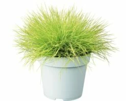 Goldschwingel FloraSelf Festuca Glauca 'AmiGold' H 10-25 Cm Co 2 L 8 Goldschwingel FloraSelf Festuca Glauca 'AmiGold' H 10-25 Cm Co 2 L -Florasellf Geschaft DV 8 4676293 02 4c NL 20210427161753