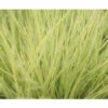 Goldschwingel FloraSelf Festuca Glauca 'AmiGold' H 10-25 Cm Co 2 L 2 Goldschwingel FloraSelf Festuca Glauca 'AmiGold' H 10-25 Cm Co 2 L -Florasellf Geschaft DV 8 4676293 03 4c DE 20210427161753