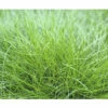 Bärenfell Schwingel FloraSelf Festuca Gautieri 'AmiGreen' H 10-25 Cm Co 2 L 2 Bärenfell Schwingel FloraSelf Festuca Gautieri 'AmiGreen' H 10-25 Cm Co 2 L -Florasellf Geschaft DV 8 4676294 02 4c DE 20210427161753