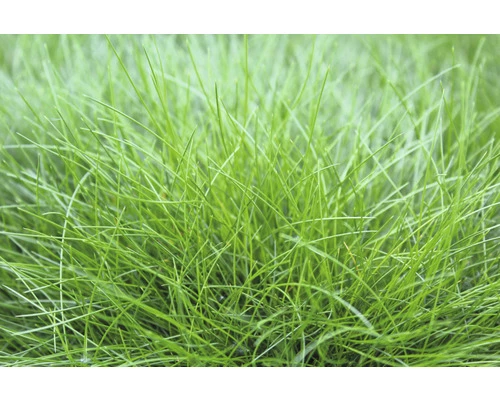 Bärenfell Schwingel FloraSelf Festuca Gautieri 'AmiGreen' H 10-25 Cm Co 2 L 3 Bärenfell Schwingel FloraSelf Festuca Gautieri 'AmiGreen' H 10-25 Cm Co 2 L