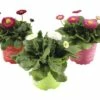 Gänseblümchen FloraSelf Bellis Perennis Ø 10,5 Cm Topf Rot -Florasellf Geschaft DV 8 4678608 01 4c DE 20190201224938