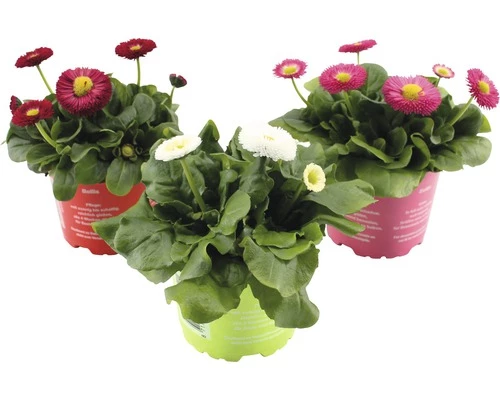 Gänseblümchen FloraSelf Bellis Perennis Ø 10,5 Cm Topf Rot 3 Gänseblümchen FloraSelf Bellis Perennis Ø 10,5 Cm Topf Rot