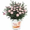 Stauden-Nelke 'Peach Party' FloraSelf Ø 10,5 Cm Topf