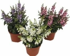 Angelonia FloraSelf Angelonia Augustifolia 'Serenita' H 20-25 Cm Ø 12 Cm Topf