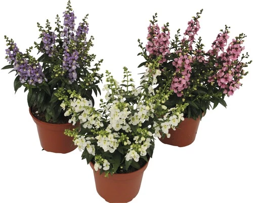 Angelonia FloraSelf Angelonia Augustifolia 'Serenita' H 20-25 Cm Ø 12 Cm Topf 3 Angelonia FloraSelf Angelonia Augustifolia 'Serenita' H 20-25 Cm Ø 12 Cm Topf
