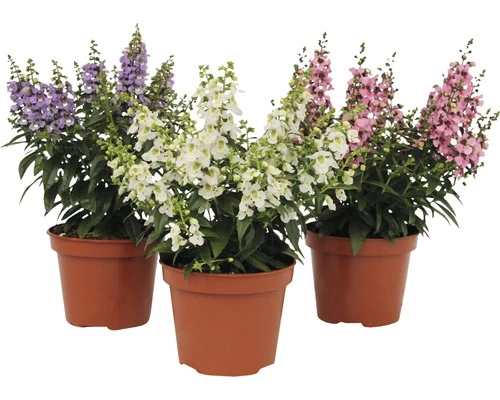 Angelonia FloraSelf Angelonia Augustifolia 'Serenita' H 20-25 Cm Ø 12 Cm Topf 4 Angelonia FloraSelf Angelonia Augustifolia 'Serenita' H 20-25 Cm Ø 12 Cm Topf – Bild 2