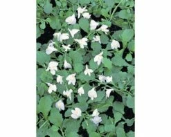 Lippenmäulchen FloraSelf Mazus Reptans H 10-20 Cm Co 0,6 L
