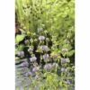 Wasserminze FloraSelf Mentha Pulegium H 5-15 Cm Co 0,6 L -Florasellf Geschaft DV 8 5000603 01 4c DE 20190423221651
