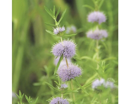 Duftende Teichpflanzen Set FloraSelf Für 500 L Teich 9 Duftende Teichpflanzen Set FloraSelf Für 500 L Teich – Bild 7