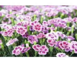 Nelke FloraSelf Dianthus Caryophyllus Pink Kisses® Ø 11 Cm Topf 12 Nelke FloraSelf Dianthus Caryophyllus Pink Kisses® Ø 11 Cm Topf -Florasellf Geschaft DV 8 5006559 01 4c DE 20220906154655