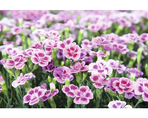 Nelke FloraSelf Dianthus Caryophyllus Pink Kisses® Ø 11 Cm Topf 6 Nelke FloraSelf Dianthus Caryophyllus Pink Kisses® Ø 11 Cm Topf – Bild 4