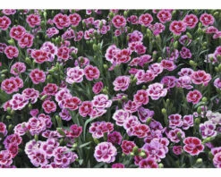 Nelke FloraSelf Dianthus Caryophyllus Pink Kisses® Ø 11 Cm Topf 14 Nelke FloraSelf Dianthus Caryophyllus Pink Kisses® Ø 11 Cm Topf -Florasellf Geschaft DV 8 5006559 03 4c DE 20220906154655