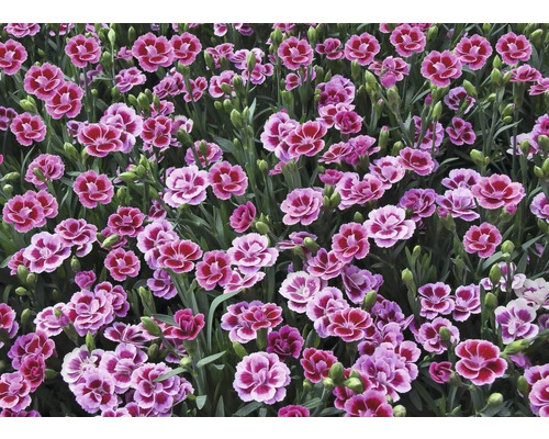 Nelke FloraSelf Dianthus Caryophyllus Pink Kisses® Ø 11 Cm Topf 8 Nelke FloraSelf Dianthus Caryophyllus Pink Kisses® Ø 11 Cm Topf – Bild 6