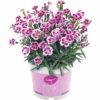 Nelke FloraSelf Dianthus Caryophyllus Pink Kisses® Ø 11 Cm Topf -Florasellf Geschaft DV 8 5006559 04 4c DE 20220907171756