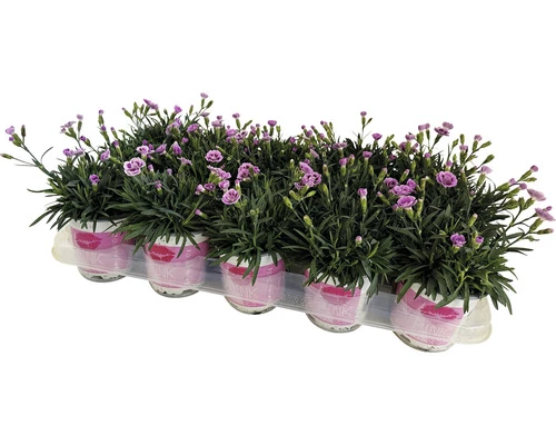 Nelke FloraSelf Dianthus Caryophyllus Pink Kisses® Ø 11 Cm Topf 4 Nelke FloraSelf Dianthus Caryophyllus Pink Kisses® Ø 11 Cm Topf – Bild 2