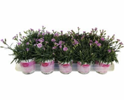 Nelke FloraSelf Dianthus Caryophyllus Pink Kisses® Ø 11 Cm Topf 11 Nelke FloraSelf Dianthus Caryophyllus Pink Kisses® Ø 11 Cm Topf -Florasellf Geschaft DV 8 5006559 06 4c RO 20230223051800