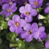 Schneeflockenblume FloraSelf Bacopa Sutera Cordata Ø 10,5 Cm Topf Blau -Florasellf Geschaft DV 8 5016956 01 4c CH 20160414211331