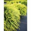 Gelbe Zwerg- Fadenzypresse FloraSelf Chamaecyparis Pisifera "Sungold" H 25-30 Cm Co 3,7 L -Florasellf Geschaft DV 8 5050866 01 4c DE 20200118214652