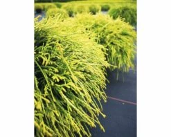 Gelbe Zwerg- Fadenzypresse FloraSelf Chamaecyparis Pisifera "Sungold" H 25-30 Cm Co 3,7 L