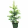 FloraSelf Weymouths-Kiefer Pinus Monticola 'Ammerland' H 40-60 Cm Co 6 L -Florasellf Geschaft DV 8 5050870 01 4c DE 20181016191751