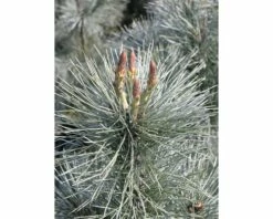 FloraSelf Weymouths-Kiefer Pinus Monticola 'Ammerland' H 40-60 Cm Co 6 L 7 FloraSelf Weymouths-Kiefer Pinus Monticola 'Ammerland' H 40-60 Cm Co 6 L -Florasellf Geschaft DV 8 5050870 02 4c DE 20200313141659