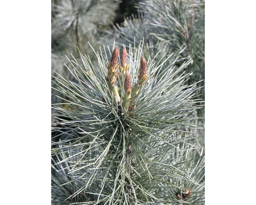 FloraSelf Weymouths-Kiefer Pinus Monticola 'Ammerland' H 40-60 Cm Co 6 L 5 FloraSelf Weymouths-Kiefer Pinus Monticola 'Ammerland' H 40-60 Cm Co 6 L – Bild 3