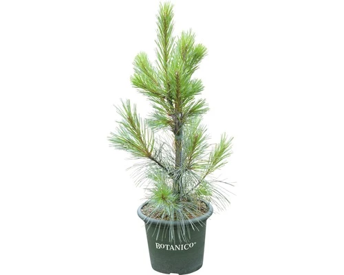 FloraSelf Weymouths-Kiefer Pinus Monticola 'Ammerland' H 40-60 Cm Co 6 L 4 FloraSelf Weymouths-Kiefer Pinus Monticola 'Ammerland' H 40-60 Cm Co 6 L – Bild 2