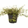 FloraSelf Drahtstrauch Muehlenbeckia Axillaris Ø 12 Cm Topf -Florasellf Geschaft DV 8 5059926 02 4c DE 20190716154754