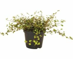 FloraSelf Drahtstrauch Muehlenbeckia Axillaris Ø 12 Cm Topf