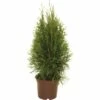 FloraSelf Lebensbaum Thuja Occidentalis 'Smaragd' H 30-40 Cm Co 2 L 2 FloraSelf Lebensbaum Thuja Occidentalis 'Smaragd' H 30-40 Cm Co 2 L -Florasellf Geschaft DV 8 5075301 03 4c DE 20190828104755