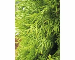 FloraSelf Lebensbaum Thuja Occidentalis 'Smaragd' H 30-40 Cm Co 2 L -Florasellf Geschaft DV 8 5075301 05 4c DE 20200311071220
