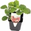 Mittelfrühe Erdbeere FloraSelf Fragaria X Ananassa 'Korona' Ø 9 Cm Topf -Florasellf Geschaft DV 8 5082427 01 4c DE 20180328084636