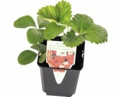 Mittelfrühe Erdbeere FloraSelf Fragaria X Ananassa 'Korona' Ø 9 Cm Topf