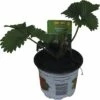 Erdbeere FloraSelf Fragaria X Ananassa 'Polka' Ø Cm Topf 1 Erdbeere FloraSelf Fragaria X Ananassa 'Polka' Ø Cm Topf -Florasellf Geschaft DV 8 5082431 01 4c DE 20180309185301
