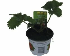 Erdbeere FloraSelf Fragaria X Ananassa 'Polka' Ø Cm Topf