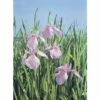 Wasserschwertlilie FloraSelf Iris Laevigata 'Rose Queen' H 10-60 Cm Co 0,6 L