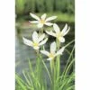 Weisse Windblume FloraSelf Zephyranthes Candida H 10-30 Cm Co 0,6 L 1 Weisse Windblume FloraSelf Zephyranthes Candida H 10-30 Cm Co 0,6 L -Florasellf Geschaft DV 8 5088875 01 4c DE 20190423221651
