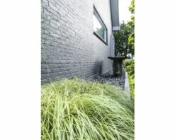 Segge FloraSelf Carex Oshimensis 'Evergold' H 5-15 Cm T 14 Cm